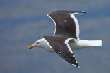 Kelp Gull